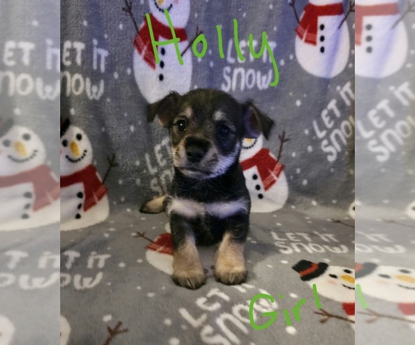Medium Photo #18 Chizer Puppy For Sale in MONTEZUMA, GA, USA