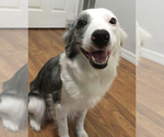 Small Photo #1 Border-Aussie Puppy For Sale in ORLANDO, FL, USA