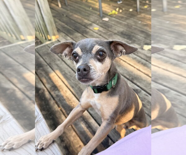 Medium Photo #2 Chihuahua Puppy For Sale in St. Louis Park, MN, USA