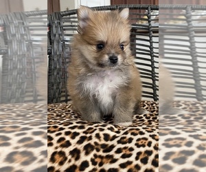Pomeranian Puppy for sale in SAN JOSE, CA, USA