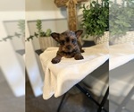 Small Photo #1 Yorkshire Terrier Puppy For Sale in MADERA, CA, USA