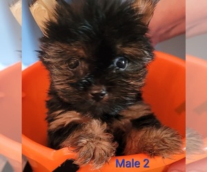 Yorkshire Terrier Puppy for sale in CONKLIN, NY, USA