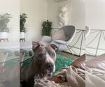 Small #1 American Staffordshire Terrier Mix
