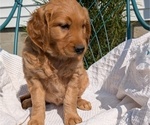 Small #10 Golden Retriever