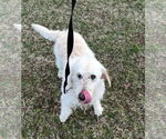 Small #1 Labrador Retriever