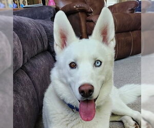 Siberian Husky Dogs for adoption in Omaha, NE, USA