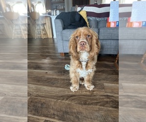 Cocker Spaniel Puppy for sale in REEDSBURG, WI, USA