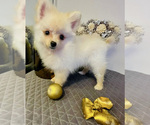 Small Photo #4 Pomeranian Puppy For Sale in HOLLYWOOD, FL, USA