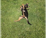 Small #11 German Shepherd Dog Mix