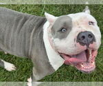 Small #2 American Pit Bull Terrier Mix