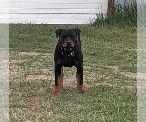 Mother of the Rottweiler puppies born on 05/25/2022