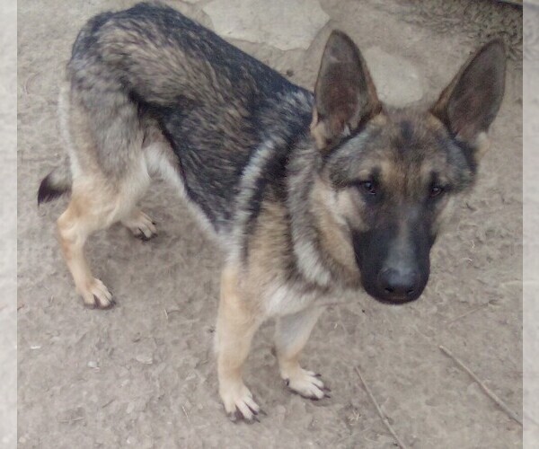 Medium Photo #1 German Shepherd Dog Puppy For Sale in LOGAN, OH, USA