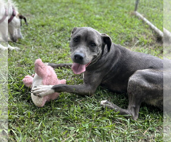 Medium Photo #3 Staffordshire Bull Terrier Puppy For Sale in Milner, GA, USA