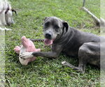 Small #2 Staffordshire Bull Terrier