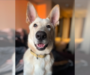 Mutt Dogs for adoption in Brooklyn Center, MN, USA