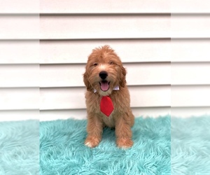 Goldendoodle (Miniature) Puppy for sale in ORLANDO, FL, USA