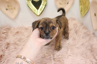 Shorkie Tzu Puppy for sale in LAS VEGAS, NV, USA