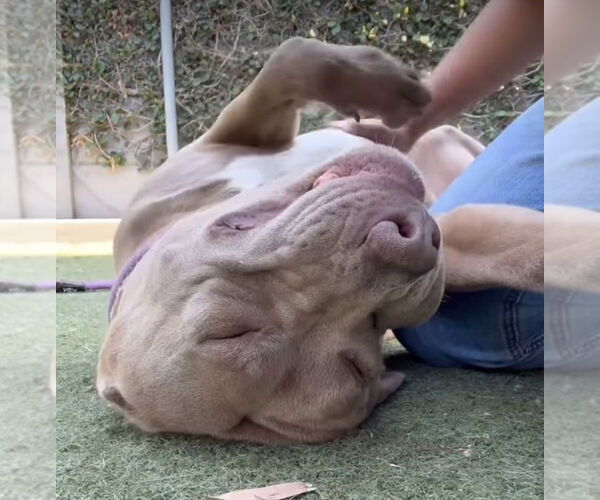 Medium Photo #3 American Pit Bull Terrier-Great Dane Mix Puppy For Sale in Dana Point, CA, USA