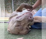 Small #2 American Pit Bull Terrier-Great Dane Mix