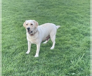 Mother of the Labrador Retriever puppies born on 03/29/2024