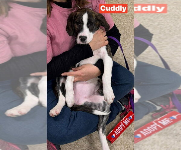 Medium Photo #1 Labrador Retriever-Unknown Mix Puppy For Sale in Foristell, MO, USA