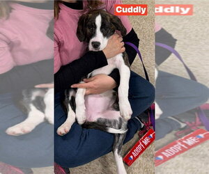 Labrador Retriever-Unknown Mix Dogs for adoption in Foristell, MO, USA