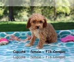 Small Photo #1 Cavapoo Puppy For Sale in CLARKRANGE, TN, USA