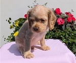 Small #6 Cocker Spaniel