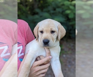 Labrador Retriever Puppy for Sale in EURE, North Carolina USA