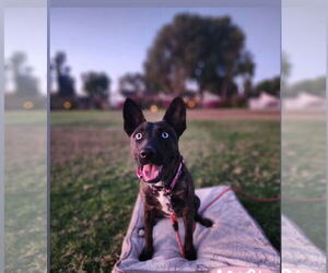 Rain - Female Holland Shepherd-Unknown Mix Dog for Adoption - Photo #7