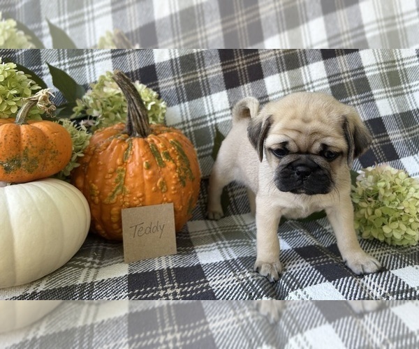 Medium Photo #6 Puggle Puppy For Sale in ELKTON, VA, USA