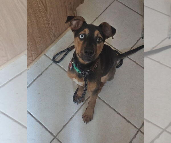 Medium Photo #1 Doberman Pinscher-Unknown Mix Puppy For Sale in New London, WI, USA