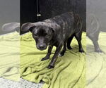 Small #2 Boglen Terrier