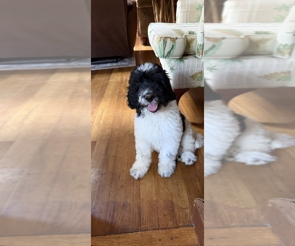 Medium Photo #8 Aussiedoodle Puppy For Sale in ASHEVILLE, NC, USA