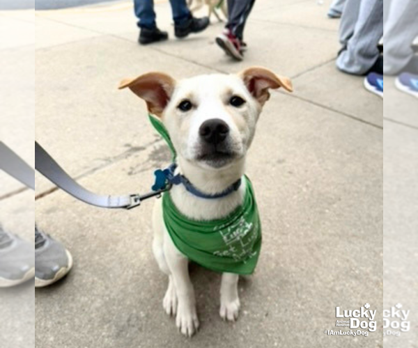 Medium Photo #8 Australian Shepherd-Unknown Mix Puppy For Sale in Washington, DC, USA
