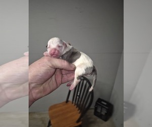 American Bulldog Puppy for sale in JASPER, GA, USA