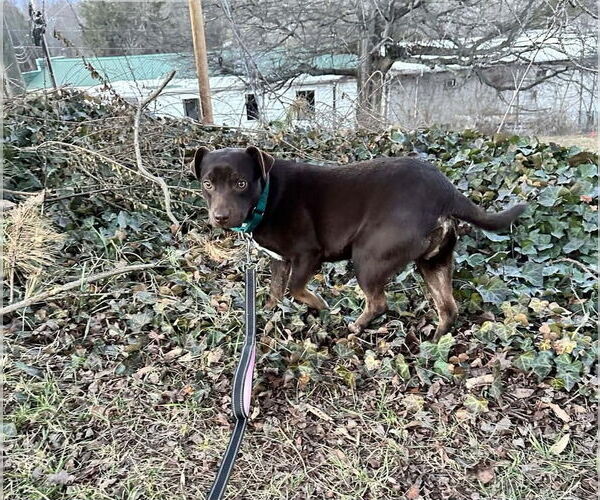 Medium Photo #2 Mutt Puppy For Sale in Candler, NC, USA