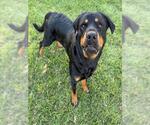 Small Rottweiler
