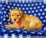 Small Photo #5 Golden Cavalier Puppy For Sale in HONEY BROOK, PA, USA