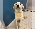 Small #7 Labrador Retriever Mix