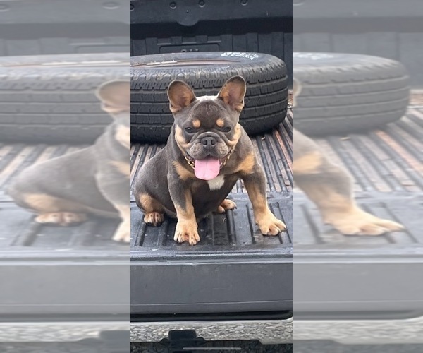 Medium Photo #23 French Bulldog Puppy For Sale in FAYETTEVILLE, GA, USA