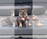 Small Photo #23 French Bulldog Puppy For Sale in FAYETTEVILLE, GA, USA