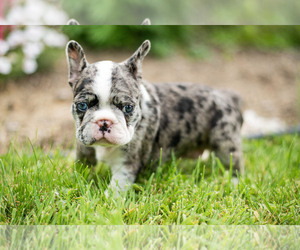 Faux Frenchbo Bulldog Litter for sale in SHREVE, OH, USA