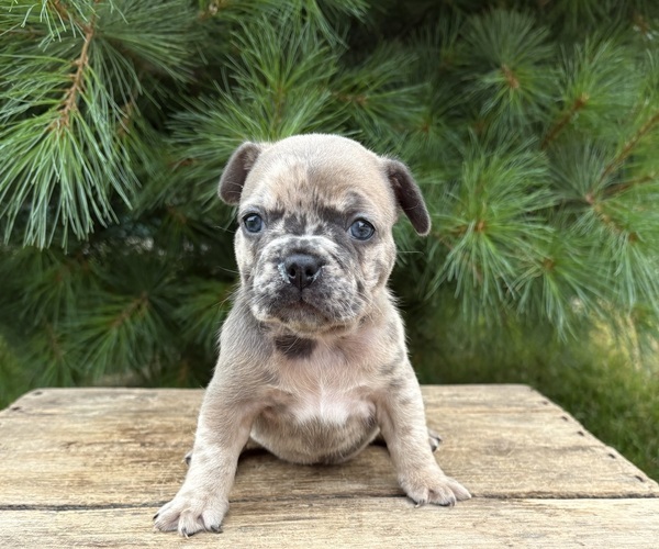 Medium Photo #3 French Bulldog Puppy For Sale in MIDDLEBURY, IN, USA
