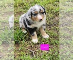 Puppy Oearl Australian Shepherd