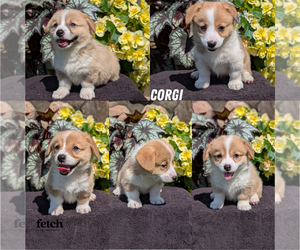 Pembroke Welsh Corgi Puppy for sale in GOSHEN, IN, USA