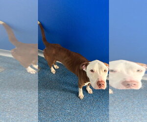 Mutt Dogs for adoption in Tarboro, NC, USA