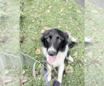 Small #1 Border Collie Mix
