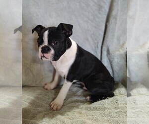 Boston Terrier Puppy for sale in MANHEIM, PA, USA