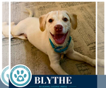 Small #4 Labrador Retriever Mix